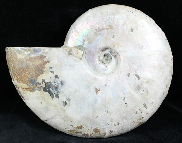 Silver Iridescent Ammonite - Madagascar #26852